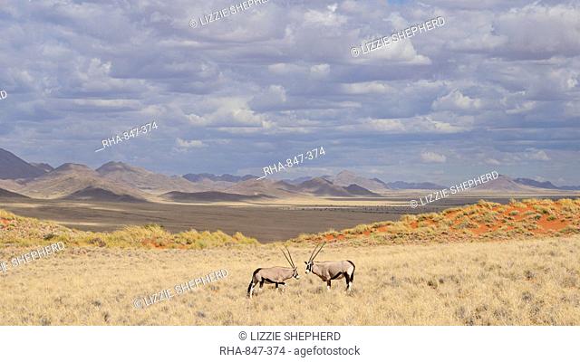 Gemsbok (Oryx gazella) on the dunes of the NamibRand Nature Reserve, Namib Desert, Namibia, Africa