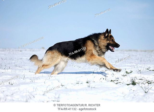 running German Shepherd
