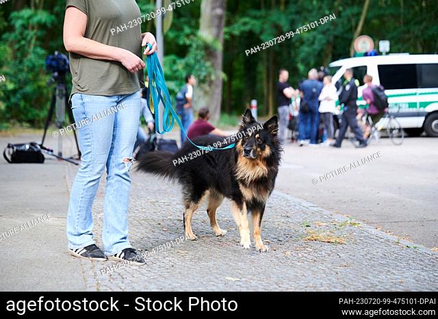 20 July 2023, Brandenburg, Kleinmachnow: Fento, an old German shepherd is allowed to walk in the forest today as police cordon off the forest area in Zehlendorf