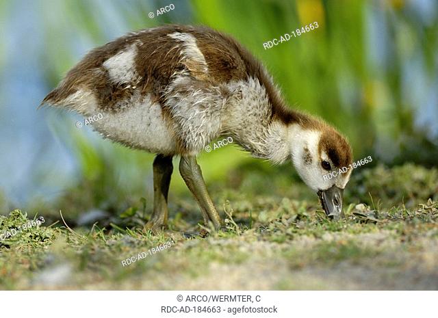 Egyptian Goose, gosling, North Rhine-Westphalia, Germany, Alopochen aegyptiacus, side
