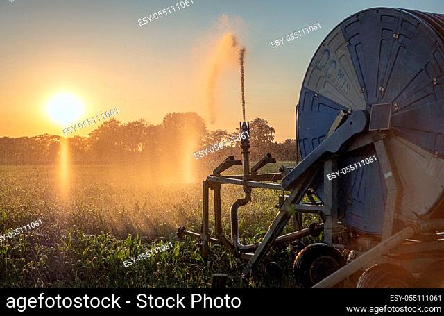 Silhouette of agricultural irrigation system watering cornfield at sunset. Cornfield irrigation using the center pivot sprinkler system