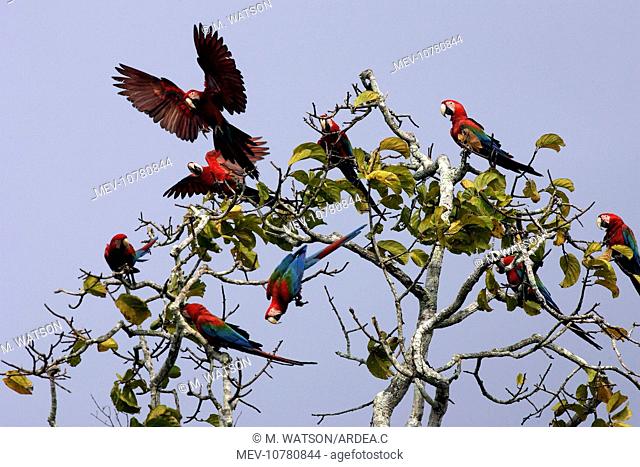 Red and Green Macaw (Ara chloroptera)