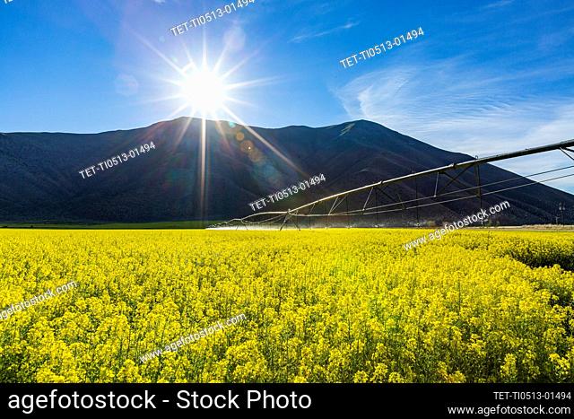 USA, Idaho, Sun Valley, Field of Mustard with hills behind