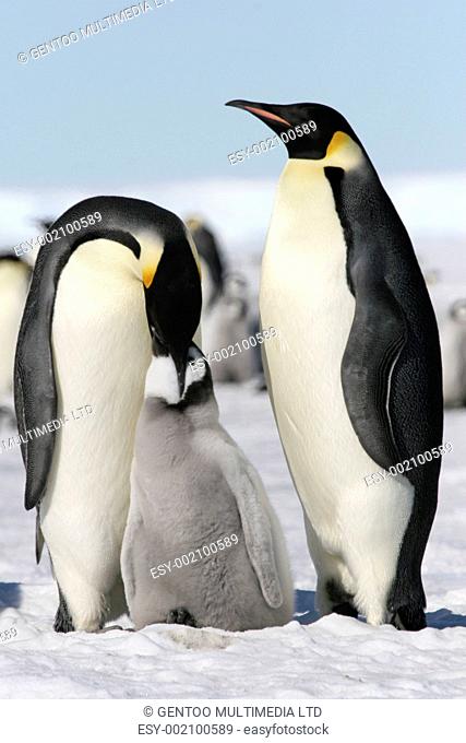 Emperor penguins Aptenodytes forsteri