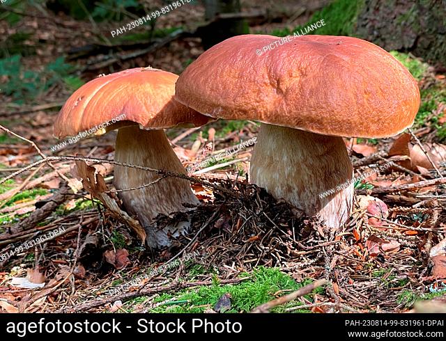13 August 2023, Baden-Württemberg, Todtnau: Two porcini mushrooms grow on the forest floor. Photo: Valentin Gensch/dpa. - Todtnau/Baden-Württemberg/Germany