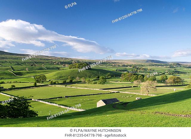 View of farmland with stone barn, drystone walls and sheep grazing in pasture, near Hawes, Upper Wensleydale, Yorkshire Dales N.P