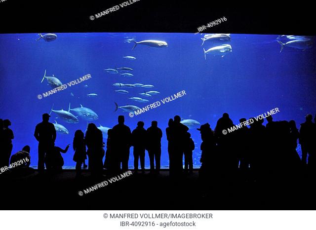 Monterey Bay Aquarium, Monterey, California, United States