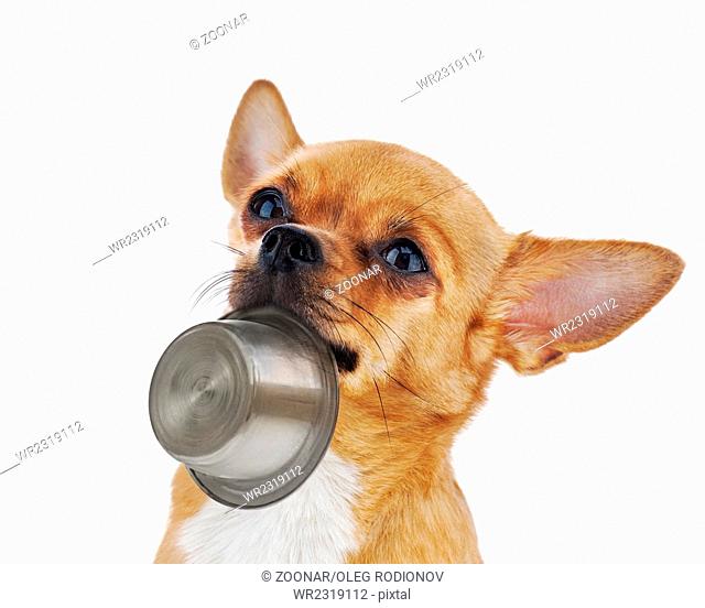 Red chihuahua dog with bowl isolated on white back