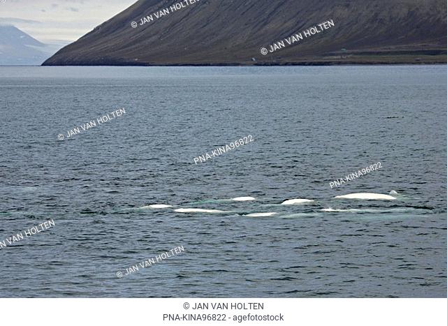 Beluga Delphinapterus leucas - Isfjord, Isfjorden, Spitsbergen, Svalbard, Europe