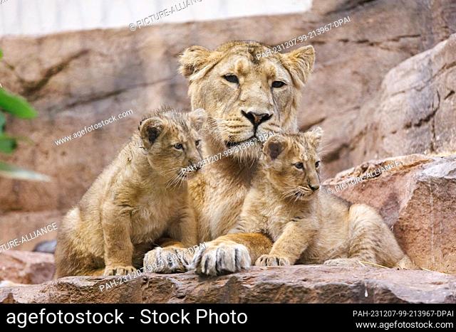 07 December 2023, Bavaria, Nuremberg: Lioness Aarany lies in her enclosure with her cubs Indica and Jadoo at Nuremberg Zoo