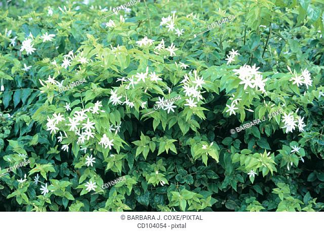 Angelwing, Shining or Star Jasmine (Jasminum nitidum)