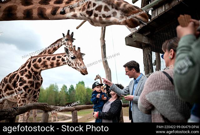 22 April 2022, North Rhine-Westphalia, Gelsenkirchen: Hendrik Wüst (CDU), Minister President of North Rhine-Westphalia, feeds giraffes at the zoo together with...