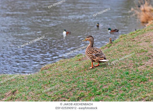 Female mallard duck on a meadow, river