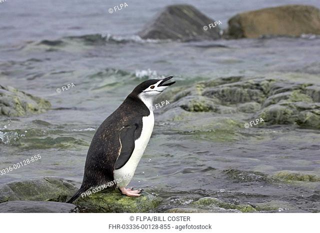Chinstrap Penguin Pygoscelis antarctica adult, calling, standing on rocks at shore, Ronge Island, Antarctic Peninsula, Antarctica