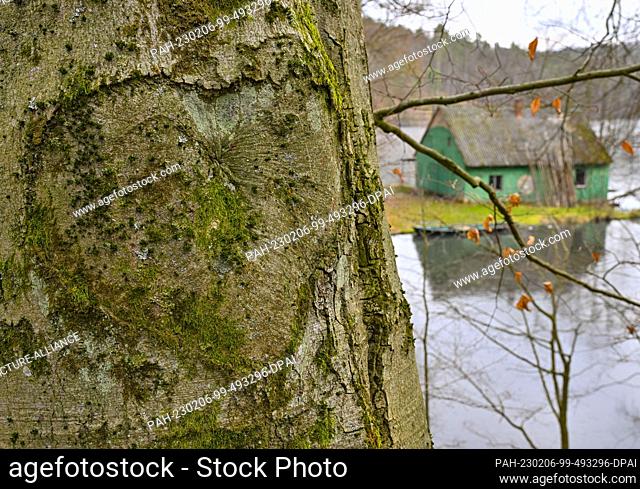 06 February 2023, Brandenburg, Siehdichum: A heart, which was carved into the bark of a beech tree many years ago, can be seen within sight of a fisherman's...