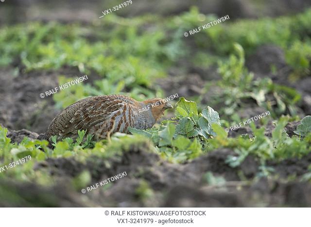 Grey partridge ( Perdix perdix ) croutching between herbs on a field, eating seeds