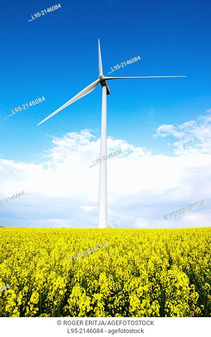 Power wind mills across fields of Canola (Brassica napus) or colza cultivated fields in spring, Spain