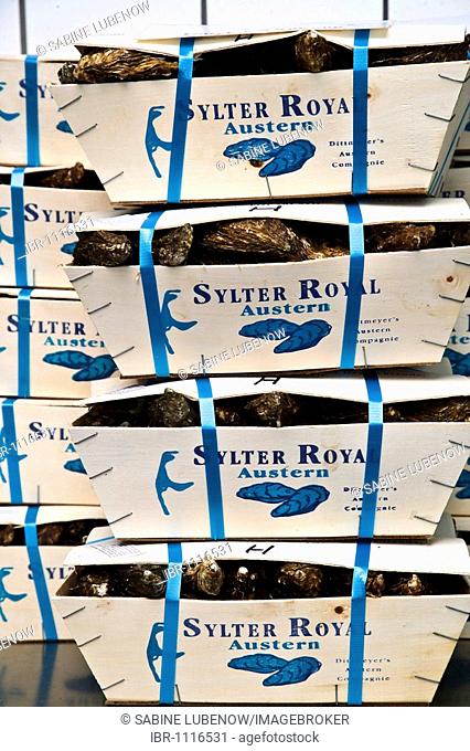 Boxed Sylter Royal oysters, Dittmeyer's Austern-Compagnie, List, Sylt Island, North Frisia, Schleswig-Holstein, Germany, Europe