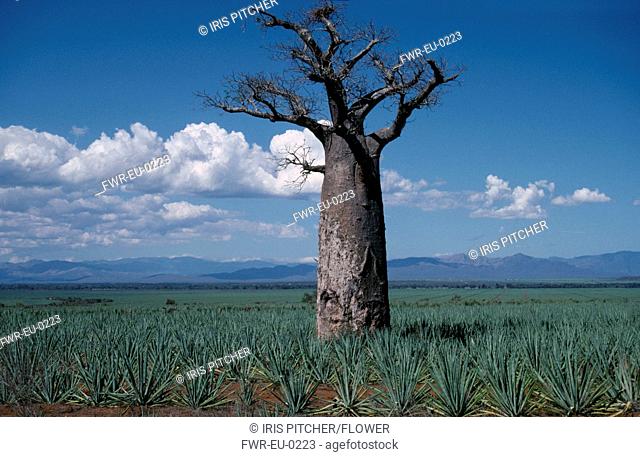 Adansonia digitata, Baobab