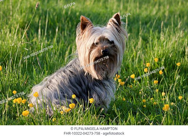 Domestic Dog, Yorkshire Terrier, adult, sitting amongst flowering buttercups in meadow, West Sussex, England, May