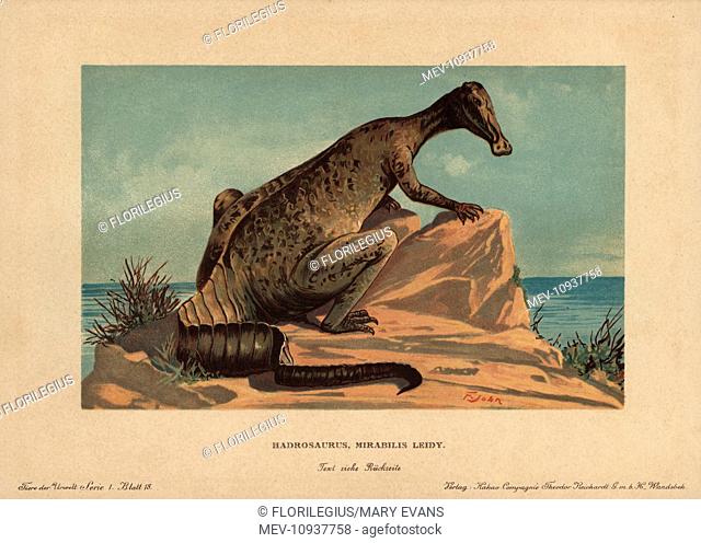 Hadrosaur, extinct genus of ground dwelling herbivore from the Cretaceous. . Colour printed (chromolithograph) illustration by F