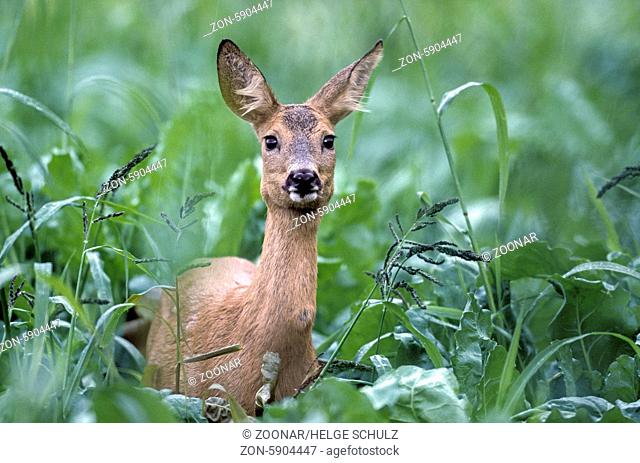 Ricke steht sichernd in einem Maisfeld - (Reh - Europaeisches Reh) / Roe Deer doe stands securing in a maize field - (European Roe Deer - Western Roe Deer) /...