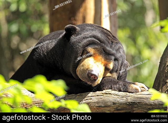 Malayan sun bear (Helarctos malayanus)