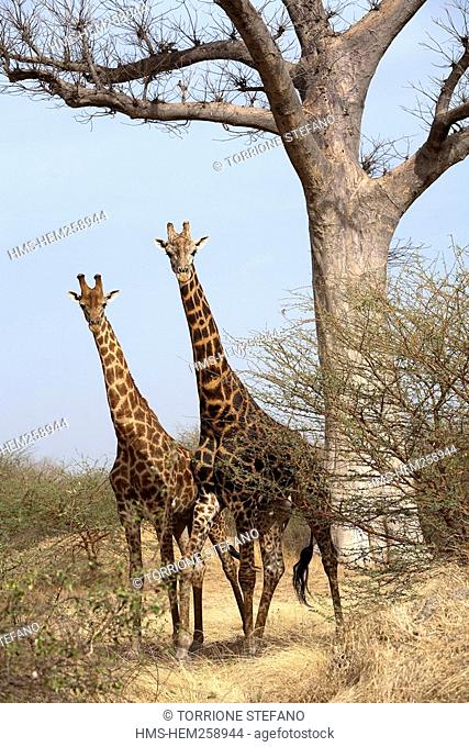 Senegal, Thies Region, Natural Reserve of Bandia, two giraffes