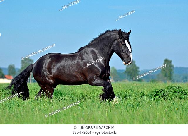 Shire Horse. Pinto horse in a gallop on a meadow