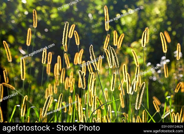 Grass and weed glowing in morning light