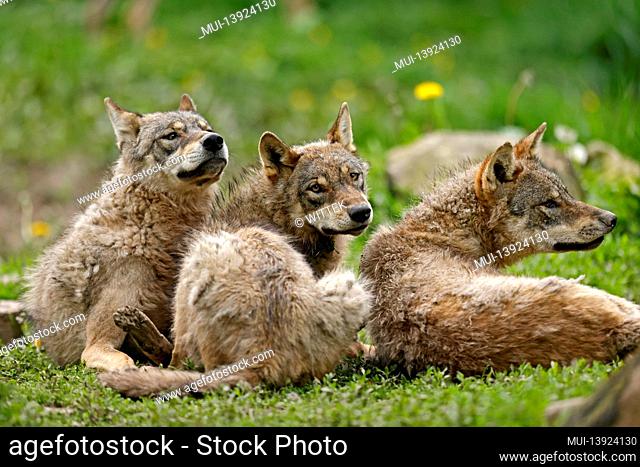 European wolves (Canis lupus) playing, Germany