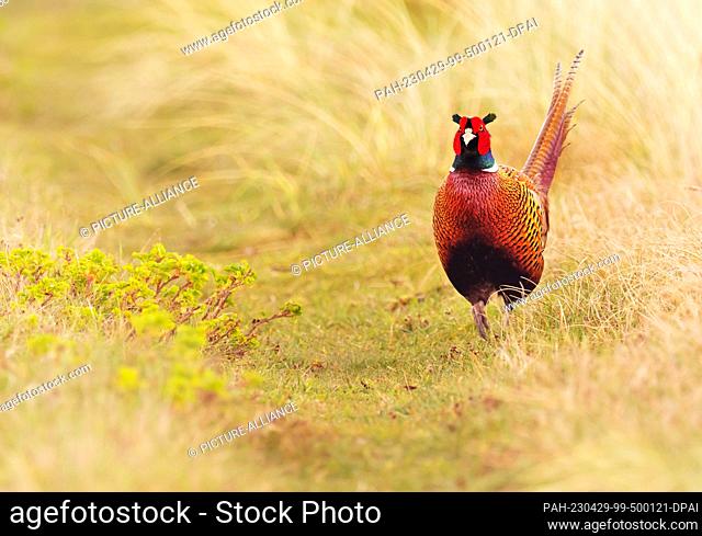 13 April 2023, Lower Saxony, Wangerooge: 13.04.2023, Wangerooge. A male pheasant (Phasianus colchicus) stands in a meadow on the East Frisian island of...