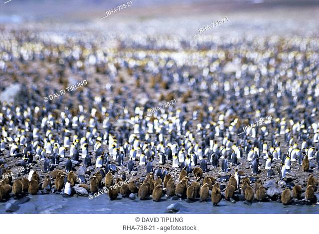 King penguin colony rookery, South Georgia, South Atlantic