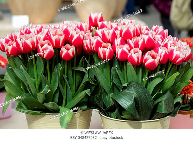 red and white tulips flowers blooming in flower pot