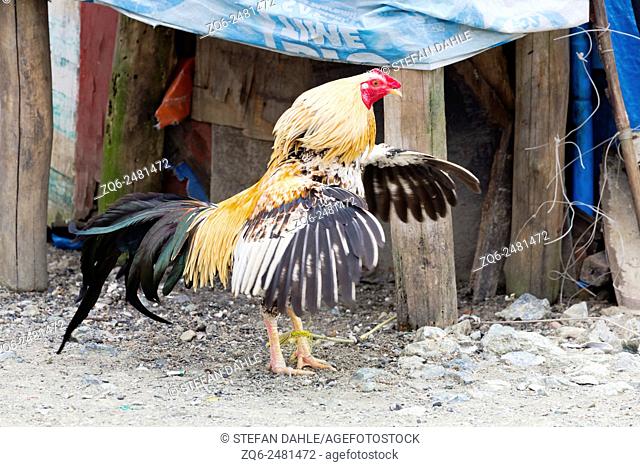 Chicken in Puerto Princesa, Palawan, Philippines