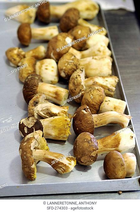 Ceps drying on a tray
