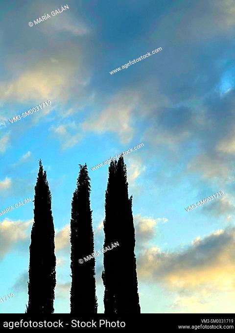 Cypress trees against cloudy sky