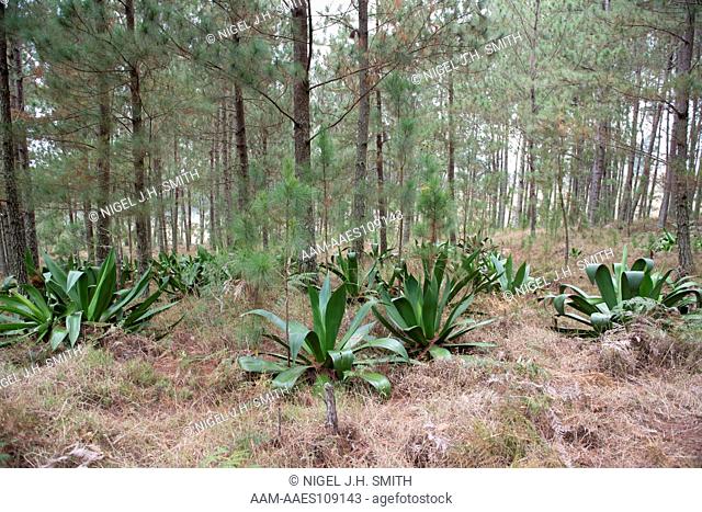 Hispaniolan pine (Pinus occidentalis) forest with Agave antillarum in the understory. Parc National La Visite, Haiti, 3-4-13