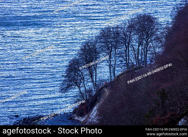 16 January 2023, Mecklenburg-Western Pomerania, Sassnitz: Trees stand on the chalk cliffs on the Baltic coast and can be seen from the future visitor bridge...