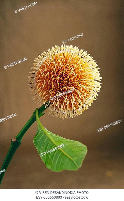 Kadam flower , India