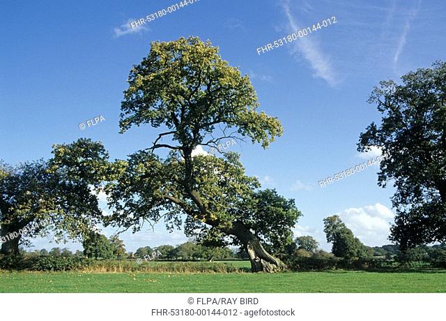 Common Oak Quercus robur root strength, leaning and top heavy, England