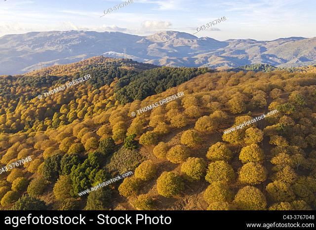 Sweet chestnut trees (Castanea sativa) in autumnal colours in November. Aerial view. Drone shot. Serranía de Ronda, Málaga province, Andalusia, Spain