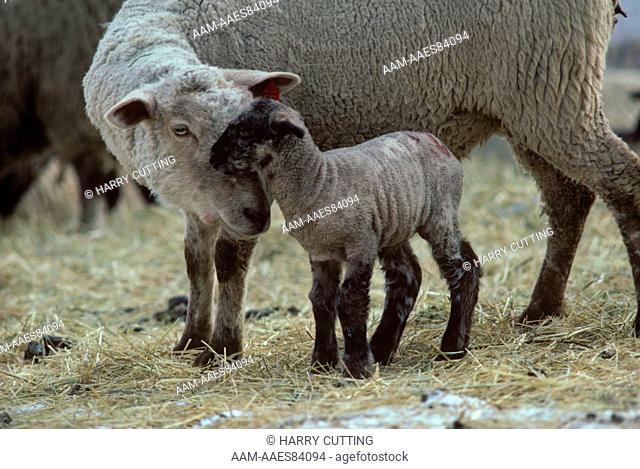 Sheep with Lamb, Mixed Breed, Central Vermont