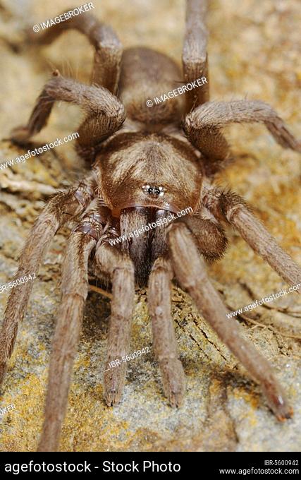 Other animals, Spiders, Arachnids, Animals, Tarantulas, Wolf spiders, Sicilian Theraphosid Spider (Ischnocolus triangulifer) adult, Sicily, Italy, Europe