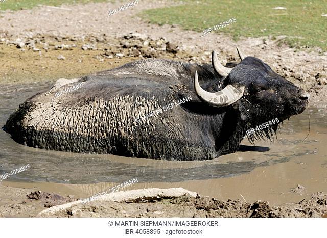 Water buffalo (Bubalus bubalis), Steppentierpark Pamhagen zoo, Seewinkel, Northern Burgenland, Burgenland, Austria