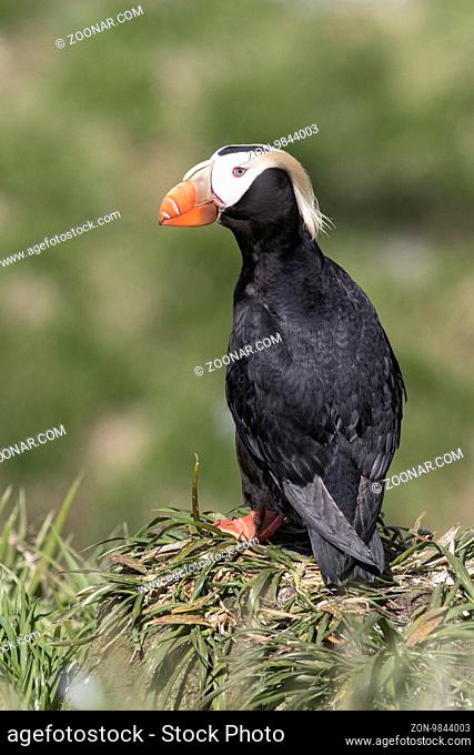 Tufted puffin standing in the grass on the edge of the colony on a sunny day