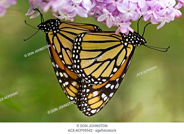Monarch butterfly Danaus plexippus Mating pair on lilac flowers, Wanup, Ontario, Canada