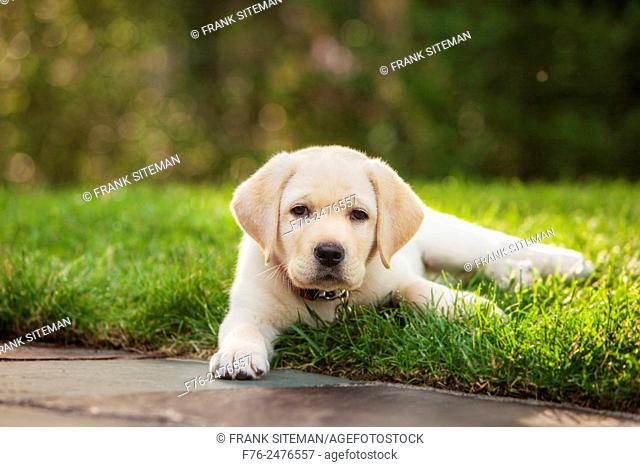 portrait of 12 week old Yellow labroador retriever puppy lying on grass. MR# 4862
