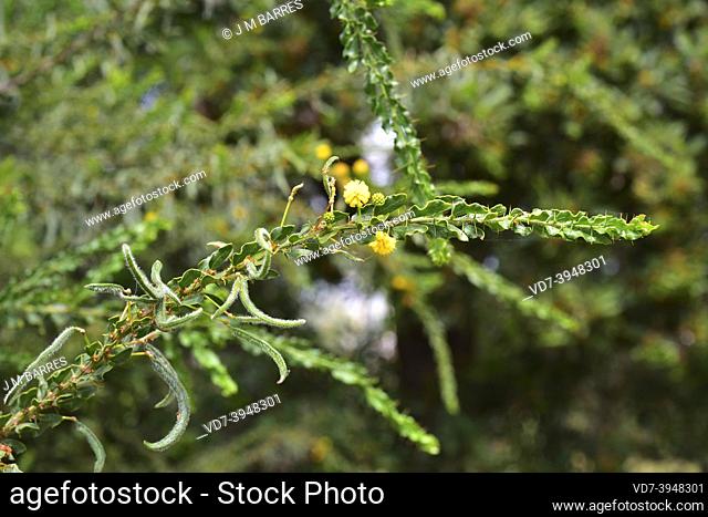 Kangaroo thorn or paradox acacia (Acacia paradoxa) is a big shrub or small tree native to southern Australia. Flowers, fruits and leaves (phyllodes) detail