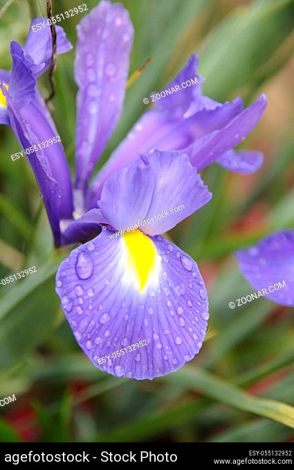 iris, schwertlilie, blau, lilie, liliengewächse, nah, nahaufnahme, close-up, Iridaceae, wasser, wassertropfen, regen, regentropfen, pflanze, pflanzen, blume